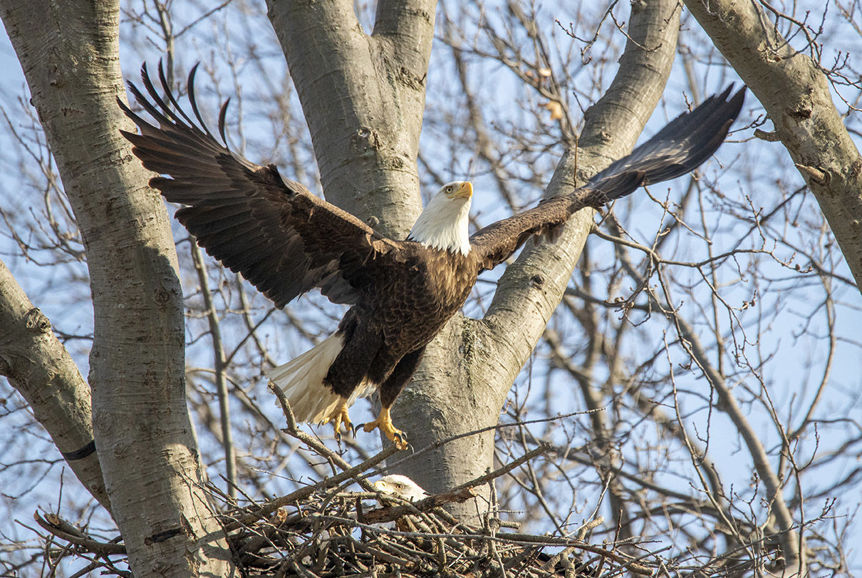 Avon Lake: Feathering the nest